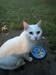 Found/Stray Unknown Cat last seen Mansfield St./Fugate Rd, Roanoke, VA 24012