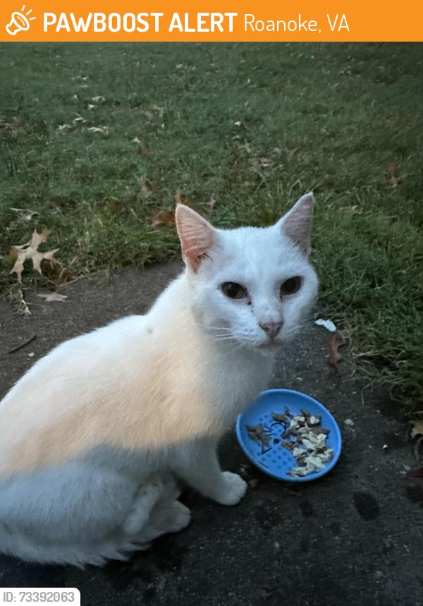 Found/Stray Unknown Cat last seen Mansfield St./Fugate Rd, Roanoke, VA 24012