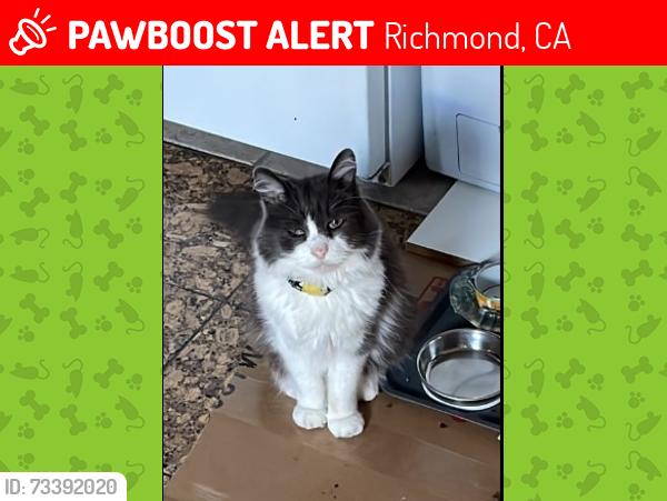 Lost Male Cat last seen Parkridge Drive, Richmond, CA 94803