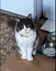 Lost Male Cat last seen Parkridge Drive, Richmond, CA 94803