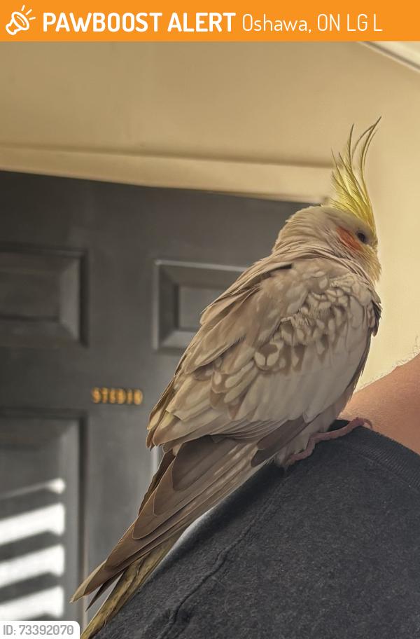 Found/Stray Unknown Bird last seen Harmony rd and Winchester road, Oshawa, ON L1G 4L4
