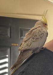 Found/Stray Unknown Bird last seen Harmony rd and Winchester road, Oshawa, ON L1G 4L4