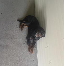 Found/Stray Unknown Dog last seen Hudson BLVD, Gastonia, NC 28054