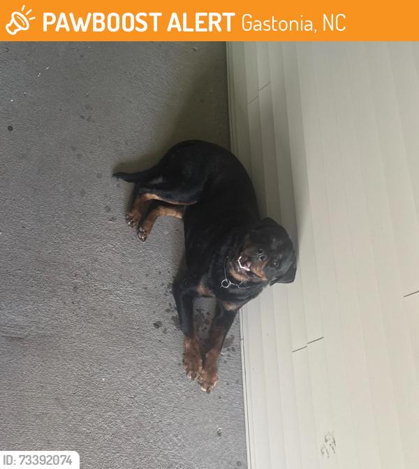 Found/Stray Unknown Dog last seen Hudson BLVD, Gastonia, NC 28054