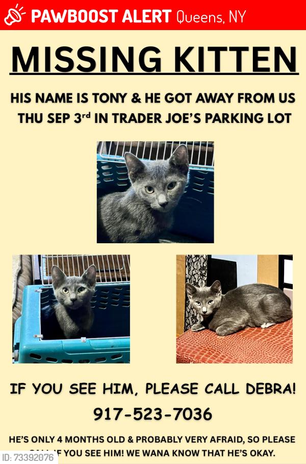 Lost Male Cat last seen Trader Joe's parking lot, Queens, NY 11374