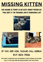 Lost Male Cat last seen Trader Joe's parking lot, Queens, NY 11374