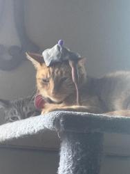 Lost Male Cat last seen Nw 23rd and Sarah rd, Yukon, OK 73099