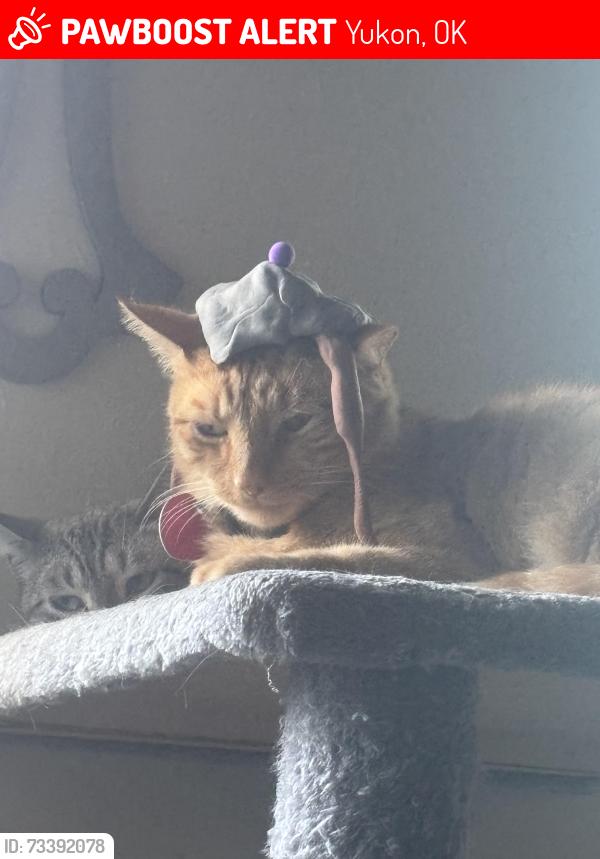 Lost Male Cat last seen Nw 23rd and Sarah rd, Yukon, OK 73099