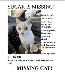 Lost Female Cat last seen Barger and cubit, Eugene, OR 97402