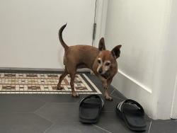 Reunited Female Dog last seen Newcastle Ave and Kittridge St., Los Angeles, CA 91335