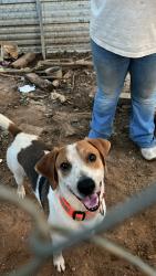 Reunited Male Dog last seen Hwy 382 and keeper Rd, Talking Rock, GA 30175