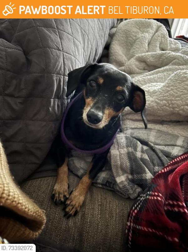 Found/Stray Unknown Dog last seen Santa Rosa, BEL TIBURON, CA 94920