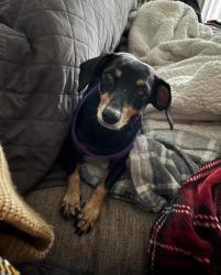 Found/Stray Unknown Dog last seen Santa Rosa, BEL TIBURON, CA 94920