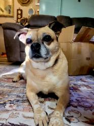 Lost Female Dog last seen 45th and Boston, Lubbock, TX 79413