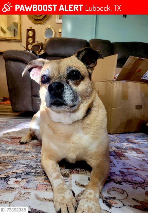 Lost Female Dog last seen 45th and Boston, Lubbock, TX 79413