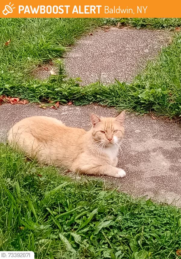 Found/Stray Unknown Cat last seen Seaman Ave, Baldwin, NY 11510