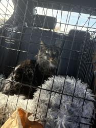 Lost Male Cat last seen 3rd avenue, Camas, WA 98607