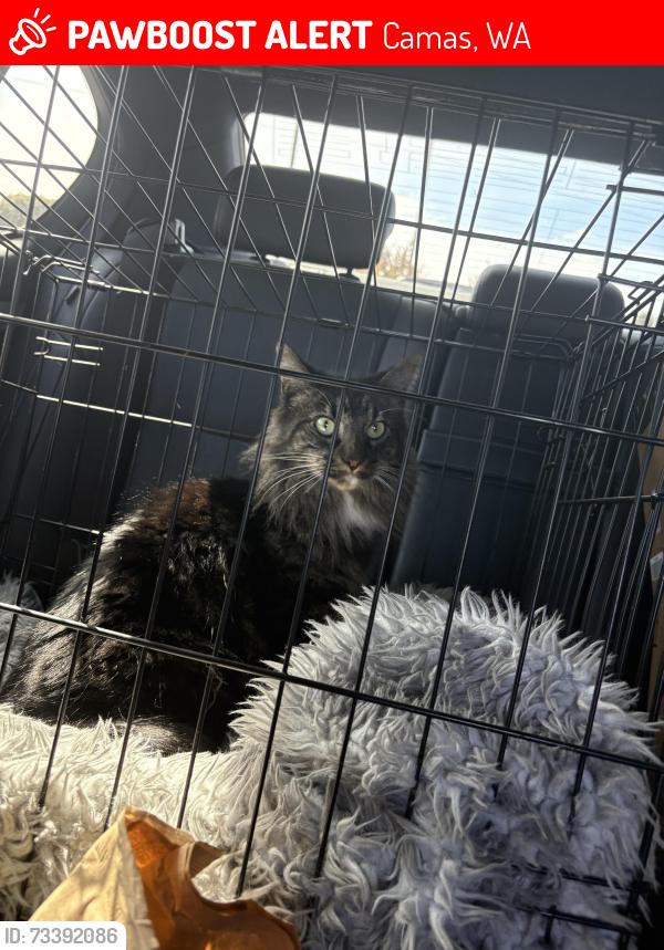 Lost Male Cat last seen 3rd avenue, Camas, WA 98607