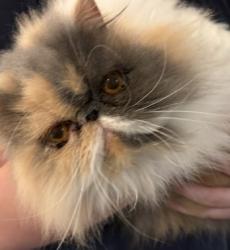 Lost Female Cat last seen Eagles Rock Campground/ Golf Course, Billings, MT 59101