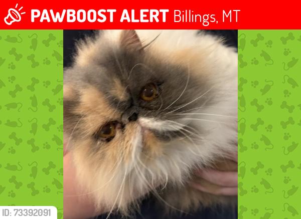 Lost Female Cat last seen Eagles Rock Campground/ Golf Course, Billings, MT 59101