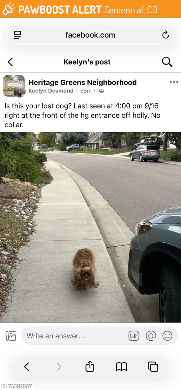 Found/Stray Male Dog last seen Dry Creek and County Line, Centennial, CO 80122
