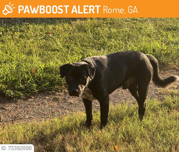 Found/Stray Male Dog last seen Behind East rome McDonalds and Wendy’s, Rome, GA 30161