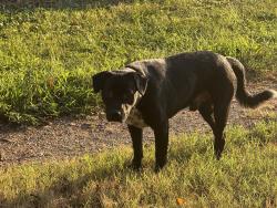Found/Stray Male Dog last seen Behind East rome McDonalds and Wendy’s, Rome, GA 30161