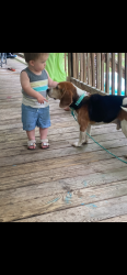 Reunited Male Dog last seen Rallos bar and grill signal mountain TN, Browns Chapel Rd, TN 37377