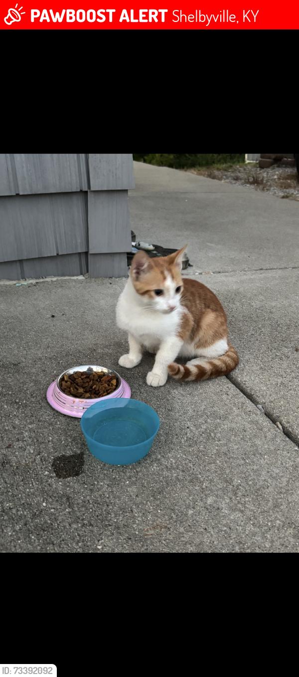 Lost Male Cat last seen Neighbors hse, Shelbyville, KY 40065