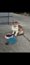 Lost Male Cat last seen Neighbors hse, Shelbyville, KY 40065