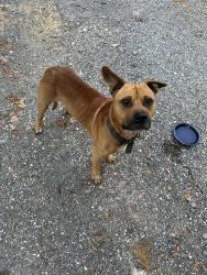 Found/Stray Male Dog last seen Equipment Outlet, Rome, GA 30165
