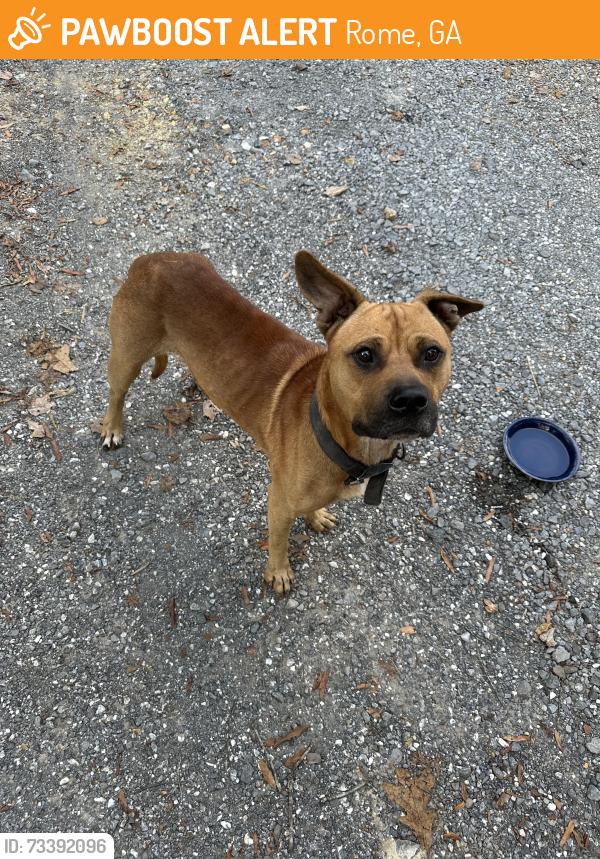 Found/Stray Male Dog last seen Equipment Outlet, Rome, GA 30165
