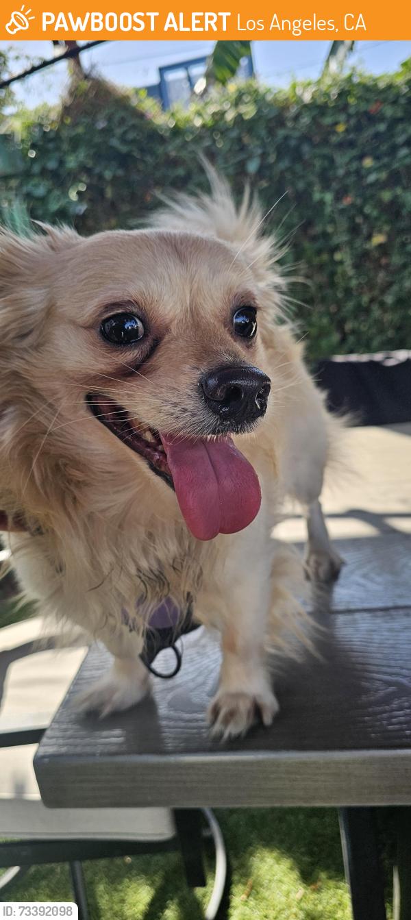 Found/Stray Male Dog last seen South central los angeles, Los Angeles, CA 90010