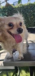 Found/Stray Male Dog last seen South central los angeles, Los Angeles, CA 90010