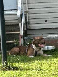 Found/Stray Male Dog last seen Outside my hse, St. Johns County, FL 32084