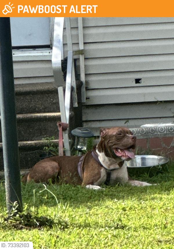 Found/Stray Male Dog last seen Outside my hse, St. Johns County, FL 32084