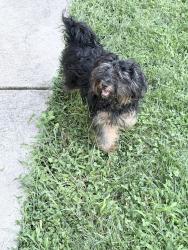 Found/Stray Unknown Dog last seen 31st, Philadelphia, PA 19146