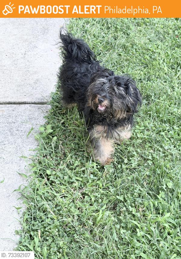 Found/Stray Unknown Dog last seen 31st, Philadelphia, PA 19146