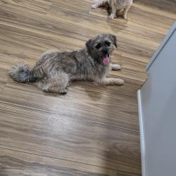 Found/Stray Male Dog last seen Near y Lincoln, Milwaukee, WI 53215