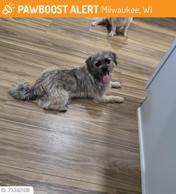 Found/Stray Male Dog last seen Near y Lincoln, Milwaukee, WI 53215