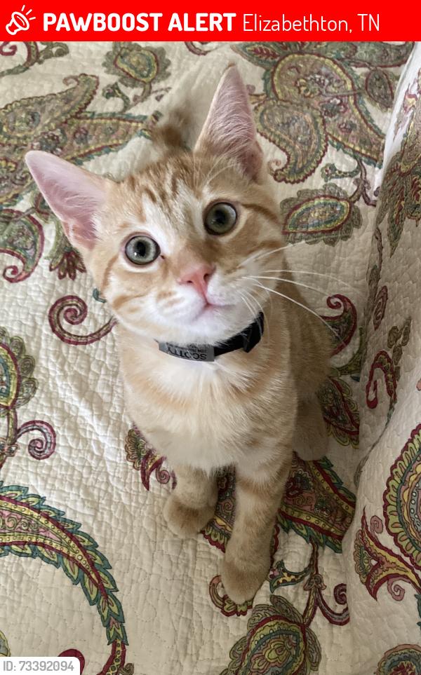 Lost Male Cat last seen Biltmore neighborhood, Elizabethton, TN 37643