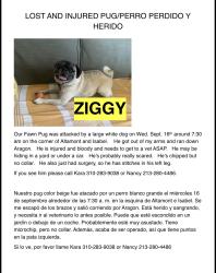 Reunited Male Dog last seen Altamont St and Isabel St, Los Angeles, CA 90065