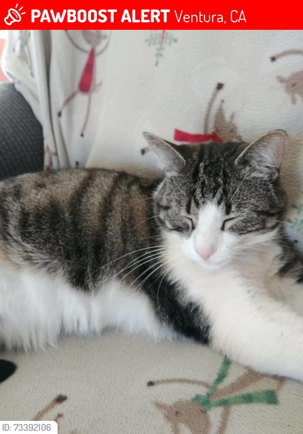 Lost Male Cat last seen Rugby avenue, Ventura, CA 93004
