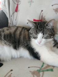 Lost Male Cat last seen Rugby avenue, Ventura, CA 93004