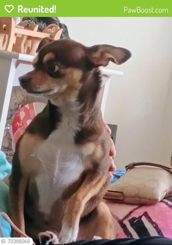 Reunited Female Dog last seen Mosby St & Manassas Dr., Manassas, VA 20110