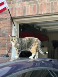 Lost Female Cat last seen Bentwood Ranch, Cibolo, TX 78108