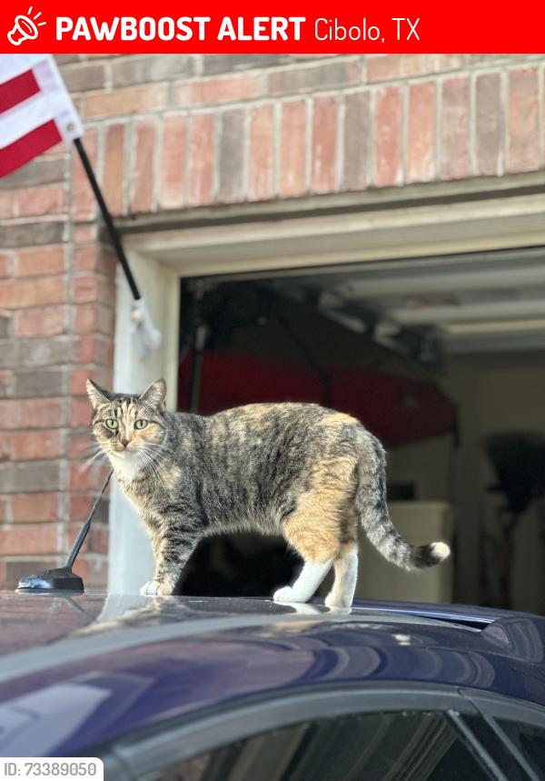 Lost Female Cat last seen Bentwood Ranch, Cibolo, TX 78108