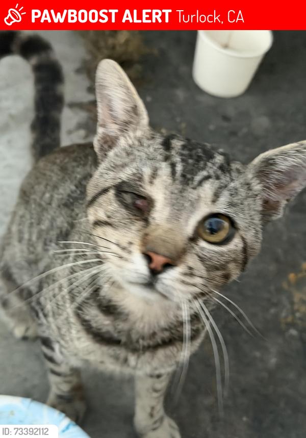 Lost Male Cat last seen W harding, Turlock, CA 95380