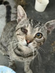 Lost Male Cat last seen W harding, Turlock, CA 95380