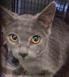 Shelter Stray Female Cat last seen , 1850 W 60th St, Los Angeles, CA 90047, USA